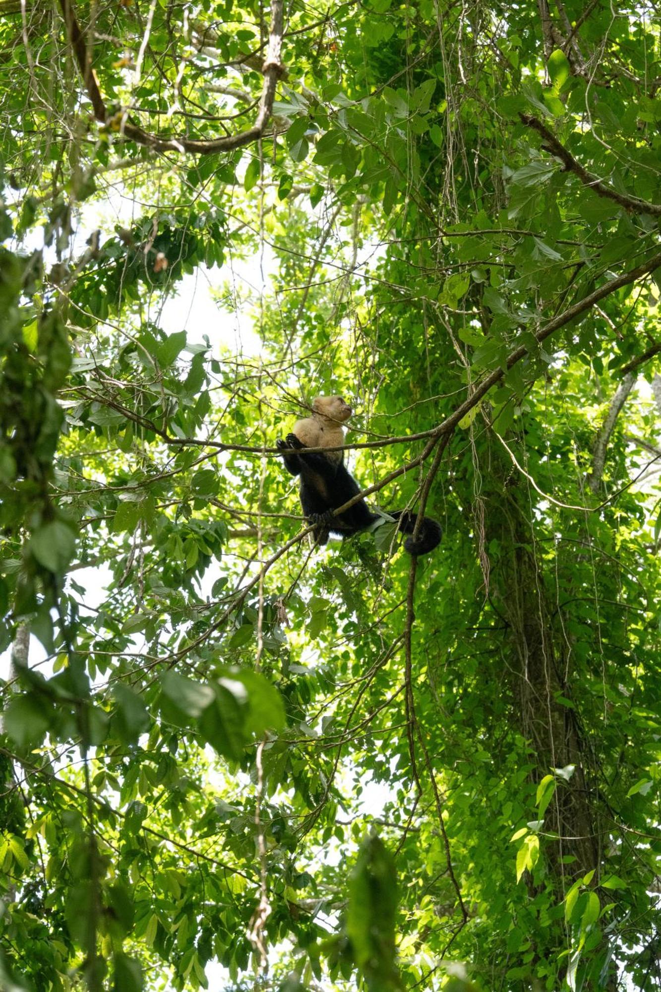 Hacienda Baru Villa Dominical Buitenkant foto